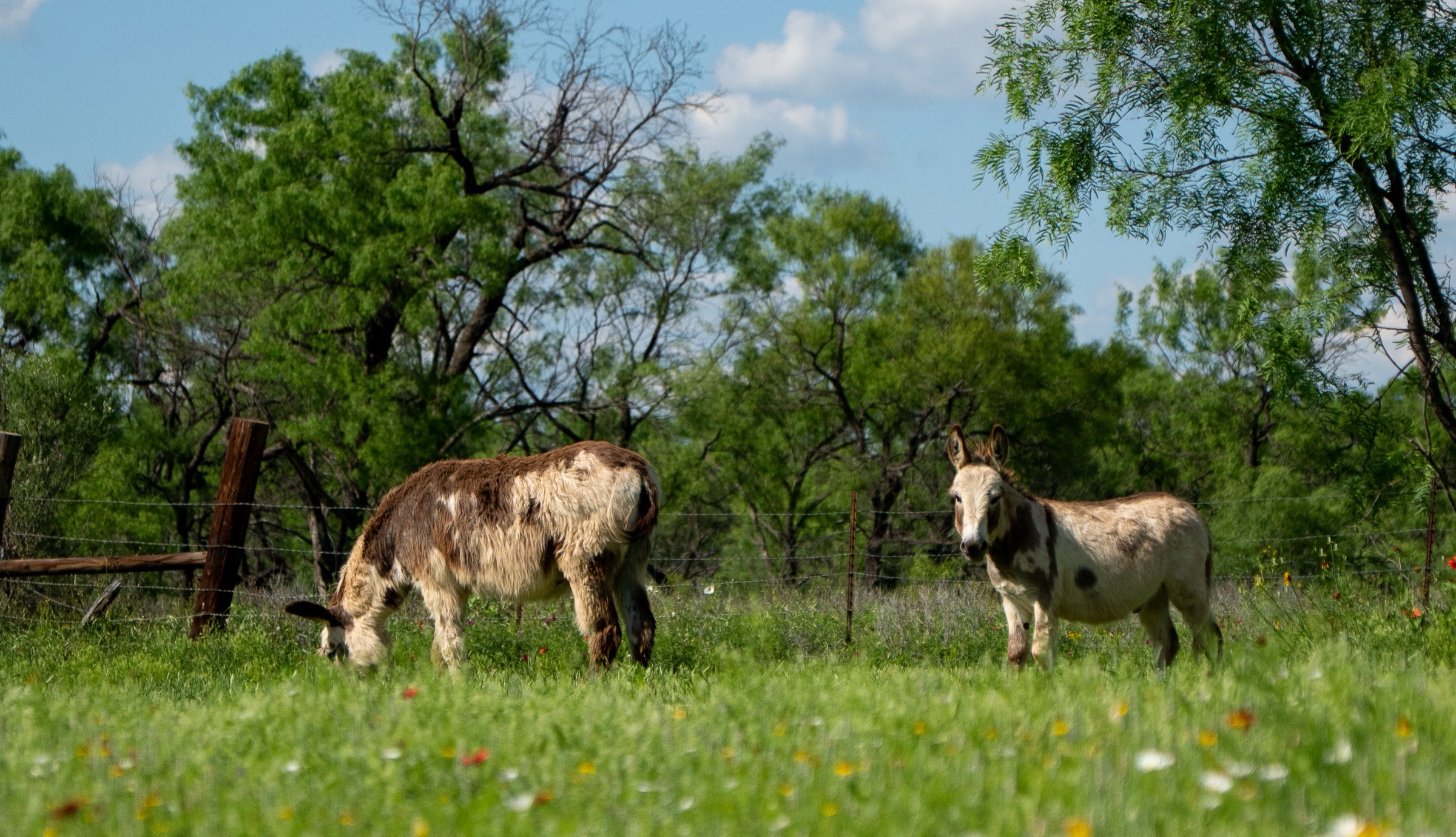 Two donkeys grazing in a wildflower field